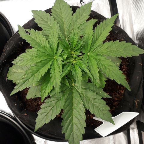 Red Critical Auto growlog timeline photo