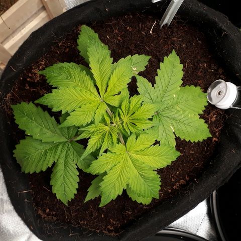Red Kush Auto growlog timeline photo