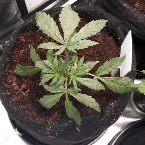 Red Skunk Auto growlog timeline photo