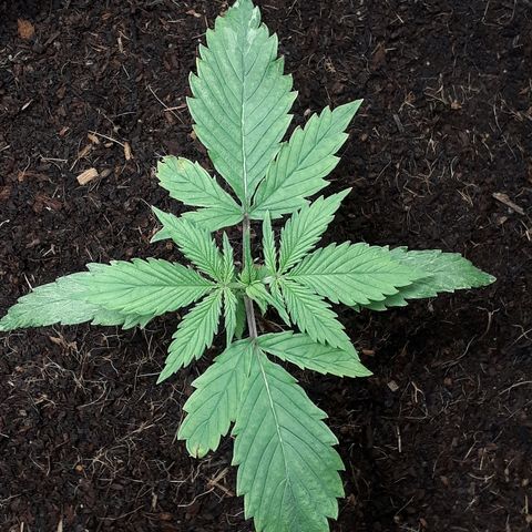 Red Sugar Auto growlog timeline photo