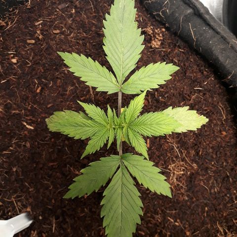 Red Sugar Auto growlog timeline photo
