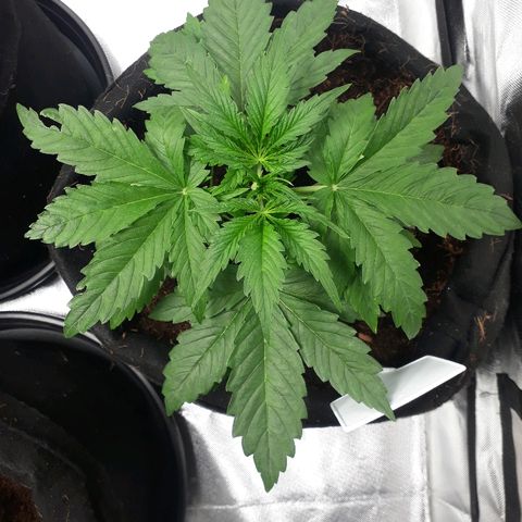 Red Critical Auto growlog timeline photo