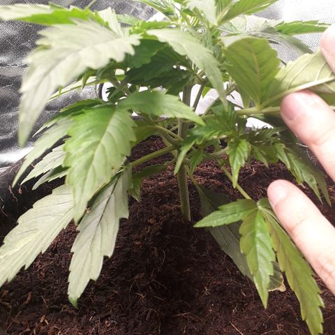 Red Critical Auto growlog timeline photo