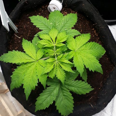 Red Kush Auto growlog timeline photo