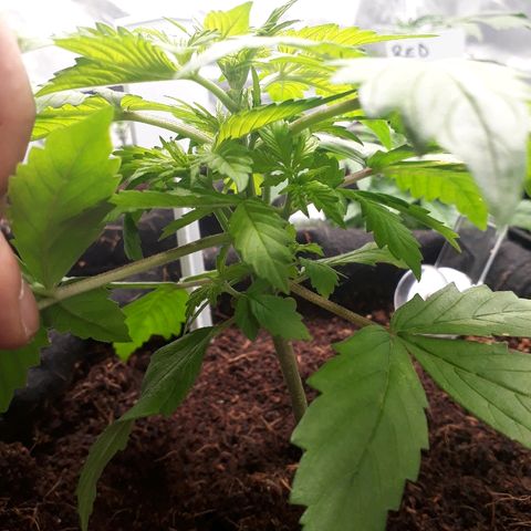 Red Kush Auto growlog timeline photo