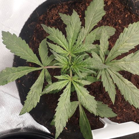 Red Skunk Auto growlog timeline photo