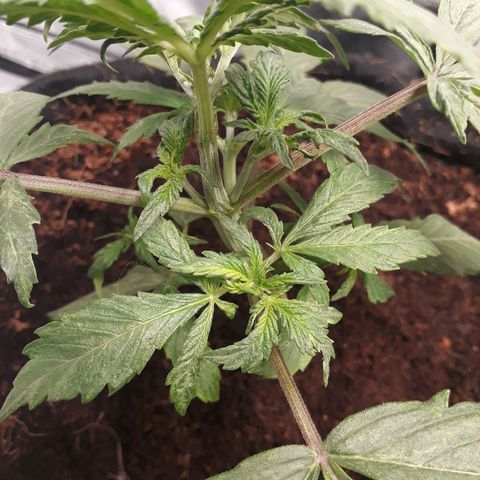 Red Skunk Auto growlog timeline photo