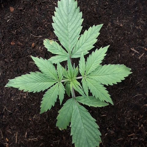Red Sugar Auto growlog timeline photo