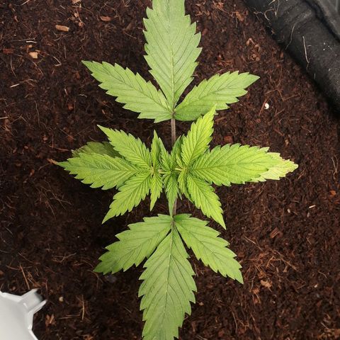 Red Sugar Auto growlog timeline photo
