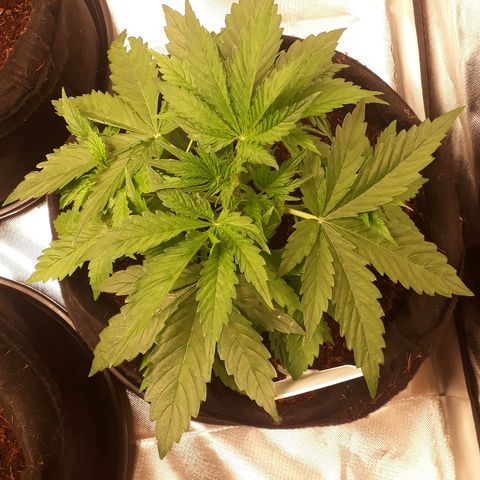 Red Critical Auto growlog timeline photo