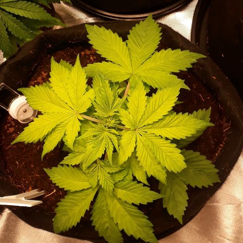 Red Kush Auto growlog timeline photo