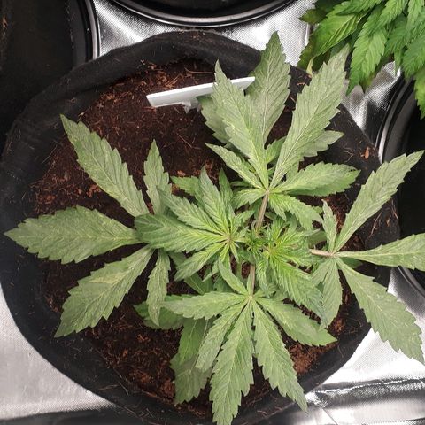 Red Skunk Auto growlog timeline photo