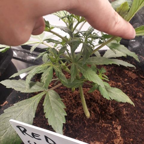 Red Skunk Auto growlog timeline photo