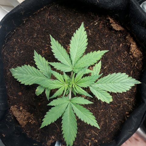 Red Sugar Auto growlog timeline photo