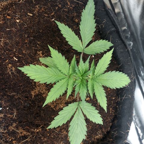 Red Sugar Auto growlog timeline photo