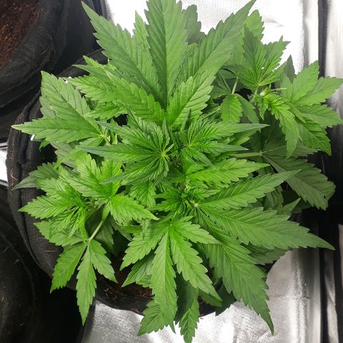 Red Critical Auto growlog timeline photo