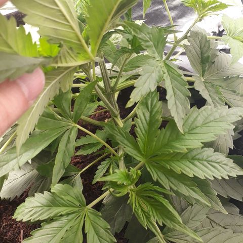 Red Critical Auto growlog timeline photo
