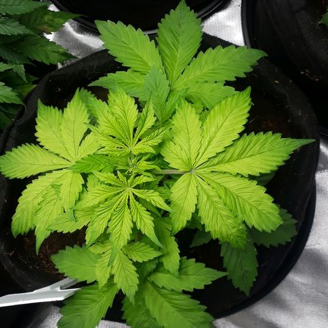 Red Kush Auto growlog timeline photo