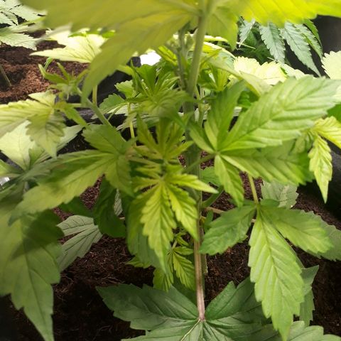 Red Kush Auto growlog timeline photo