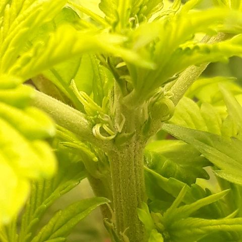 Red Kush Auto growlog timeline photo