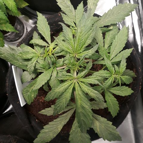 Red Skunk Auto growlog timeline photo