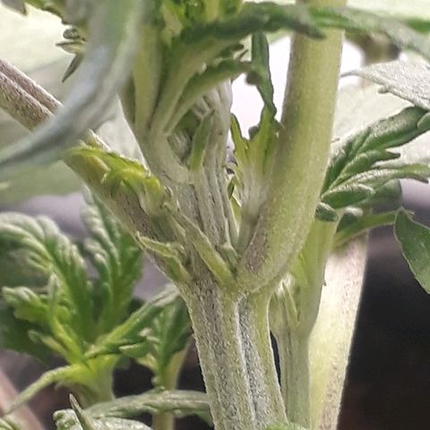 Red Skunk Auto growlog timeline photo