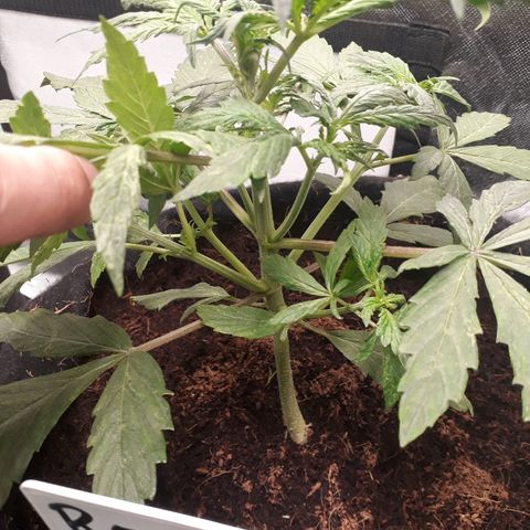 Red Skunk Auto growlog timeline photo