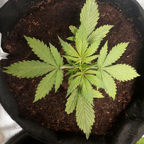 Red Sugar Auto growlog timeline photo