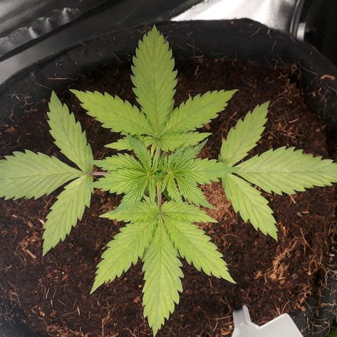 Red Sugar Auto growlog timeline photo