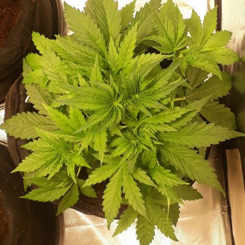 Red Critical Auto growlog timeline photo