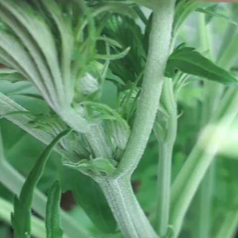Red Critical Auto growlog timeline photo