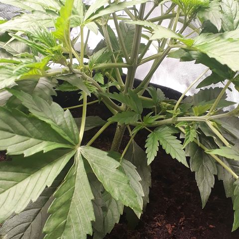 Red Critical Auto growlog timeline photo