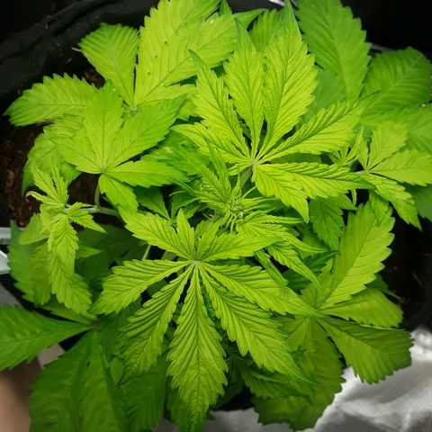 Red Kush Auto growlog timeline photo