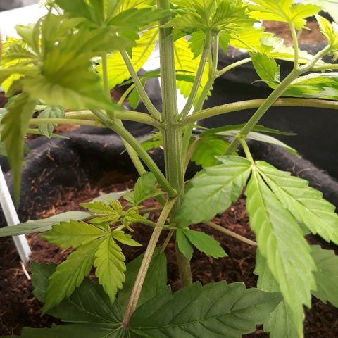 Red Kush Auto growlog timeline photo