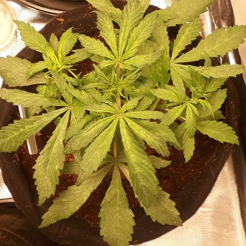 Red Skunk Auto growlog timeline photo