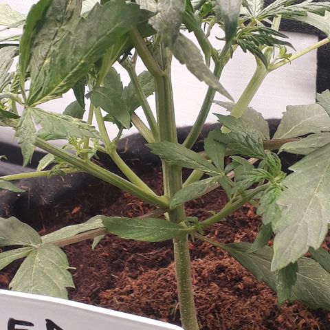 Red Skunk Auto growlog timeline photo