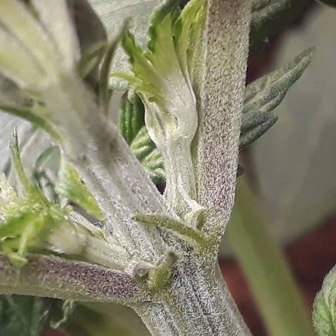 Red Skunk Auto growlog timeline photo