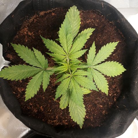 Red Sugar Auto growlog timeline photo