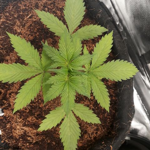 Red Sugar Auto growlog timeline photo