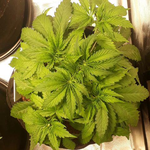 Red Critical Auto growlog timeline photo