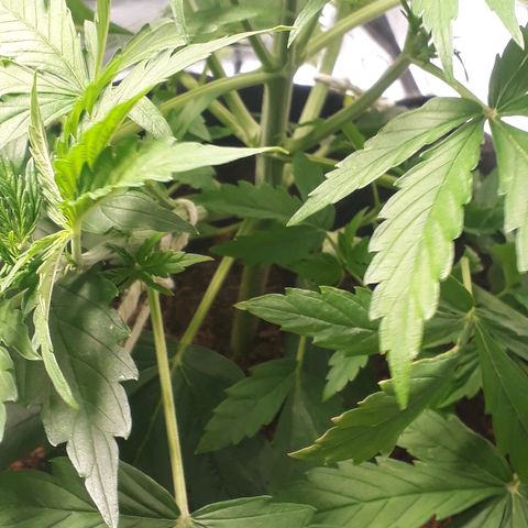 Red Critical Auto growlog timeline photo