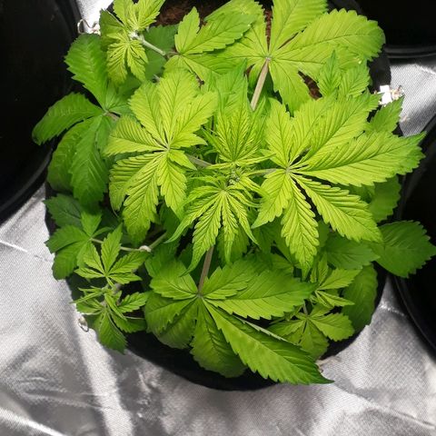 Red Kush Auto growlog timeline photo
