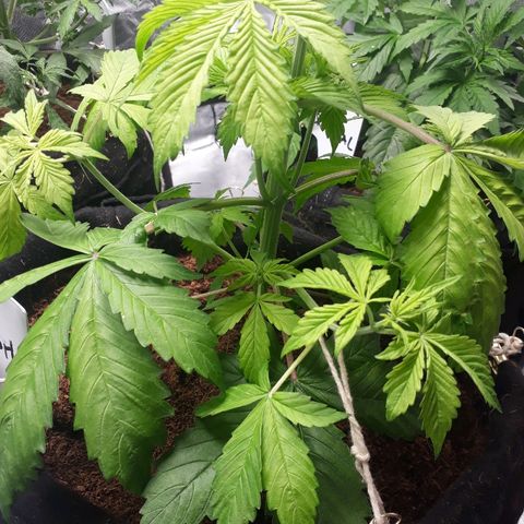 Red Kush Auto growlog timeline photo