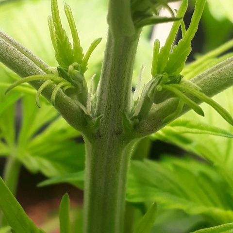 Red Kush Auto growlog timeline photo