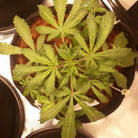 Red Skunk Auto growlog timeline photo