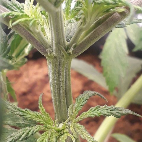 Red Skunk Auto growlog timeline photo
