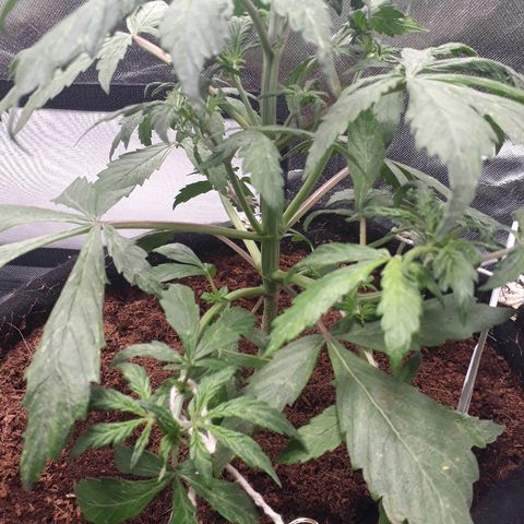 Red Skunk Auto growlog timeline photo