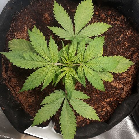 Red Sugar Auto growlog timeline photo
