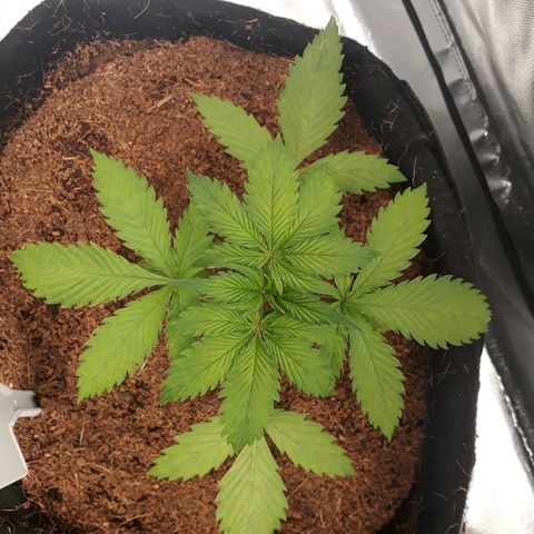 Red Sugar Auto growlog timeline photo