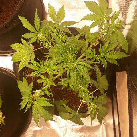 Red Critical Auto growlog timeline photo
